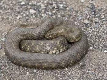 Спасители заловиха змия в магазин в Девин, друга влезна в двор в Смолян 