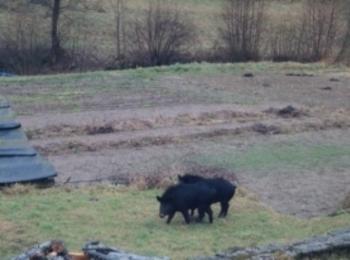 Бракониери отстреляха три прасета край Златоград