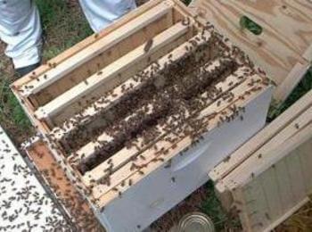 Приемат заявления за плащане по пчеларската програма 