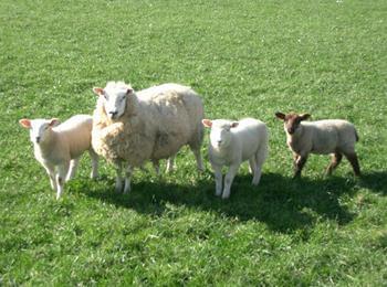 Въвеждат превантивни мерки срещу разпространението на шарка по овцете и козите в област Смолян