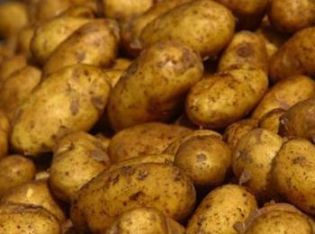 Над 21 хил. тона е реколтата от картофи в Смолянско