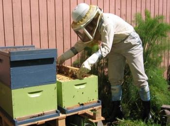 Двама доайени на пчеларството в Родопите ще изнесат публична лекция 