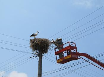 EVN посреща щъркелите с 233 нови платформи за гнезда по стълбове от електроразпределителната мрежа