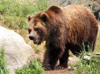 Отстреляха мечка стръвница край Девин