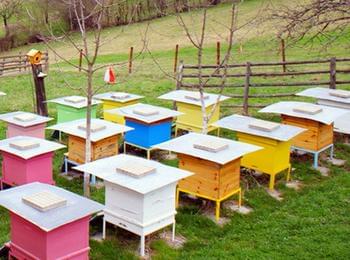 Откраднаха 4 кошера с пчели от местност край с.Хвойна
