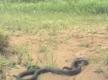 Над 200 змии изпълзяха под подпорна стена в село Търън