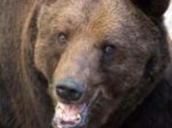 АФП: За мечките и хората в България