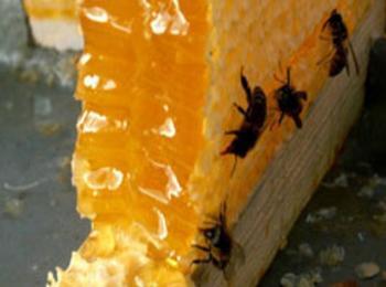 До лев по-скъп мед, прогнозират пчелари
