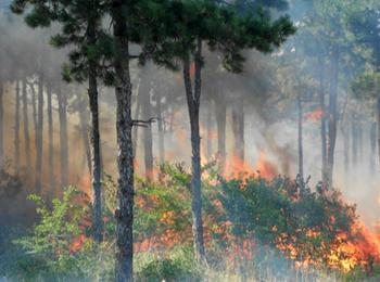 Обявиха сезона на горските пожари