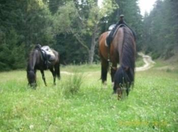 Откраднаха шест коня, пуснати на паша край Павелско