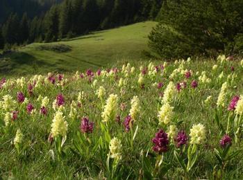 С фолклорен събор "Изворен глас" се открива Фестивалът на дивите цветя в Родопите