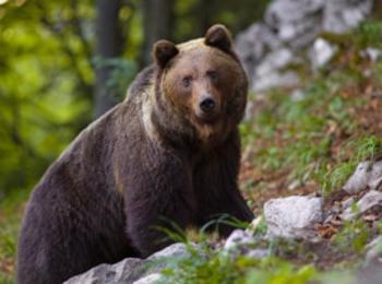Открит е труп на кафява мечка в района на село Арда
