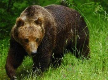 Издирват мечката в района на с.Люлка, която нападна и рани гъбар 