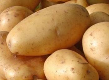 Смолянчани се връщат към отглеждането на картофи заради увеличената им цена