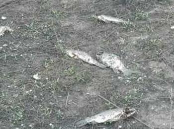 Експерти провериха сигнал за мъртва риба в река Чепеларска 