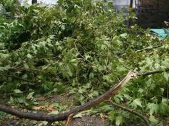 Силен вятър наклони опасно дърво на улица в село Смилян