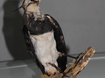 РИОСВ – Смолян конфискува препарирана птица от защитен вид 
