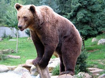  РИОСВ – Смолян провери информация в медиите за щета от мечка 
