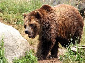 Труп на кафява мечка откриха в местността Варадил