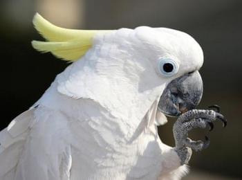 Издирват папагал, изчезнал в смолянското село Соколовци