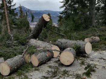 Голяма част от повалената дървесина в района на Пампорово е добита