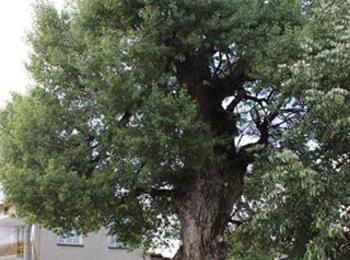 Топола на 220 г. от с. Барутин участва в конкурса „Дърво с корен“