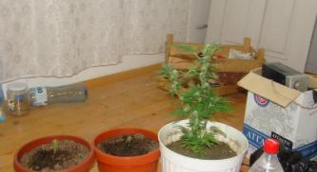 Откриха наркотици в заведение в Смолян