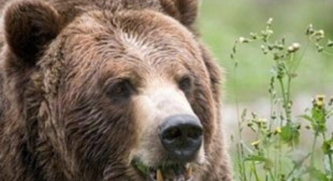 Собствениците на животни, убити от мечка ще бъдат обезщетени