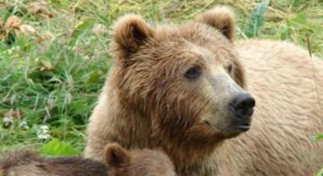 Мечка нападна двама край местността "Сосковчето"