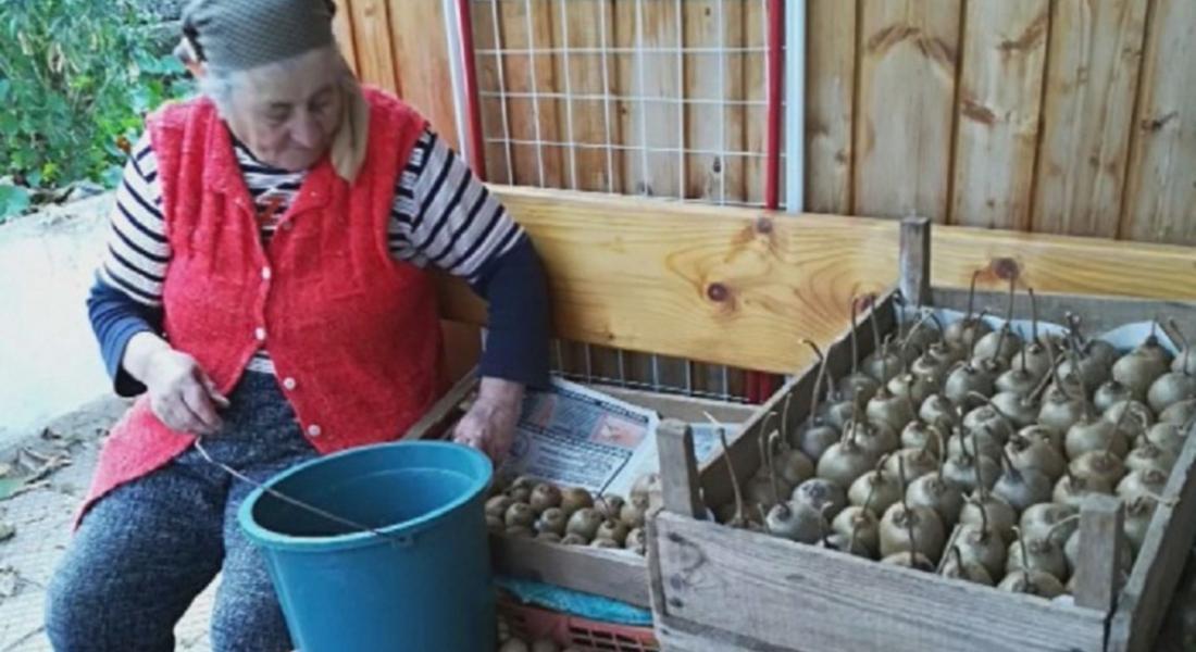 На отлична реколта от киви се радват в смолянското село Смилян