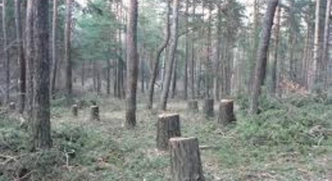 25 букови дървета са били незаконно отсечени в местност край село Чокманово