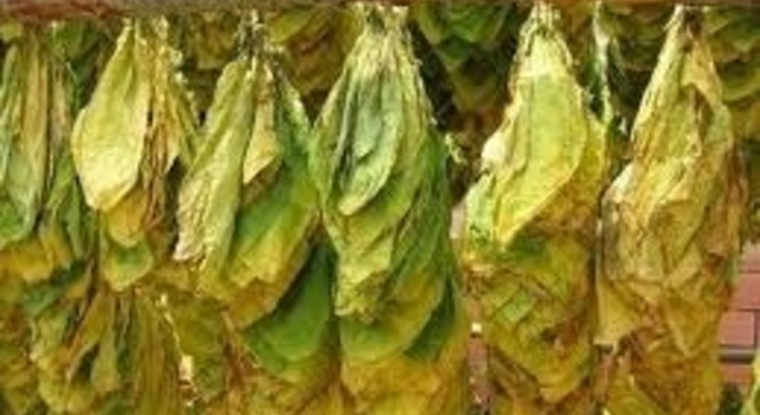 100 т тютюн в Неделино е натрупан за изкупуване