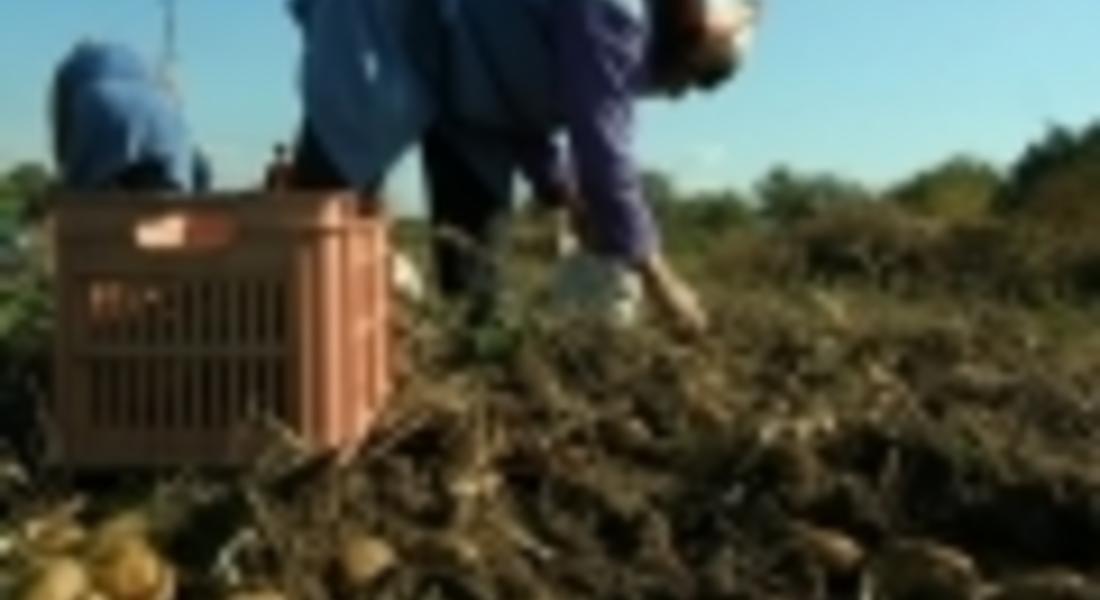 Картофопроизводителите от Смолян и региона настояват да им бъдат изплатени субсидиите 