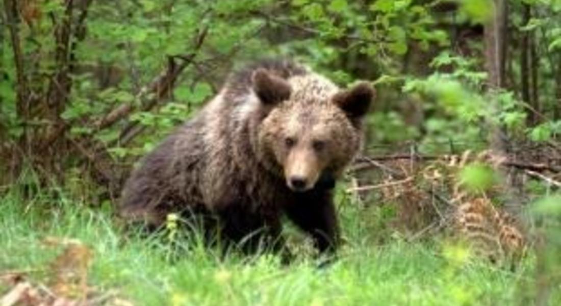 Представят проект в РИОСВ на пресконференция