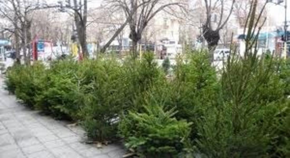 Златоградчанин отсече акациеви дръвчета без позволително
