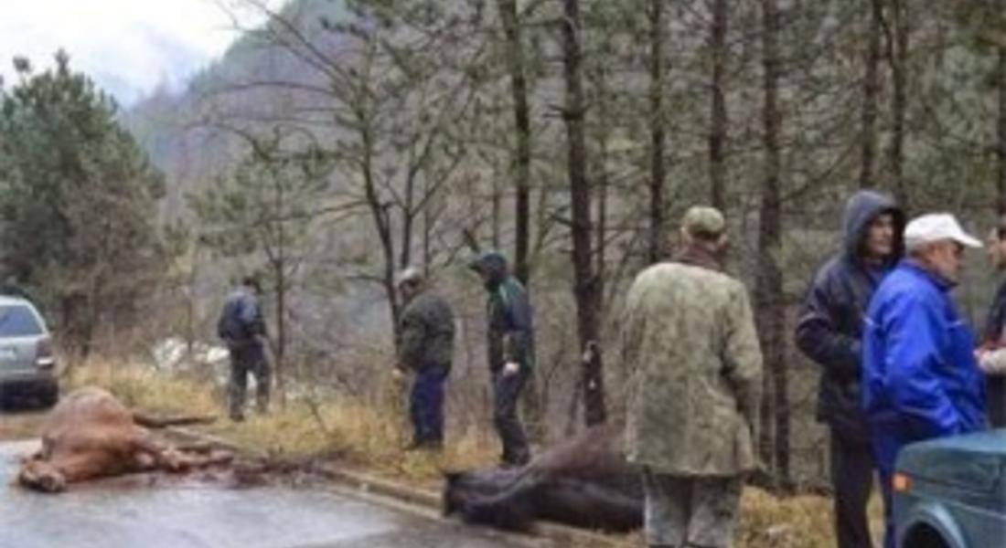 "Пасат" уби три коня на пътя Смолян - Мадан