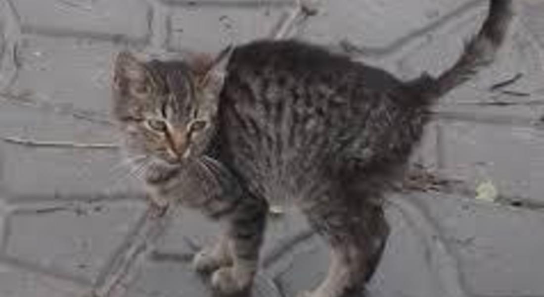 Спасители вадиха заклещено коте във водосточна тръба