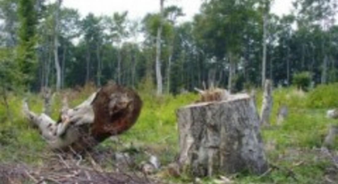 Незаконна сеч констатираха в чепеларско