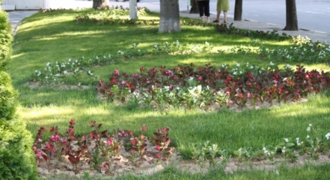 С 35 000 стръка цветя разкрасиха Мадан