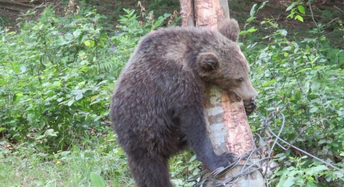 Мечка обикаля край Бостина, изплаши гости на селото 