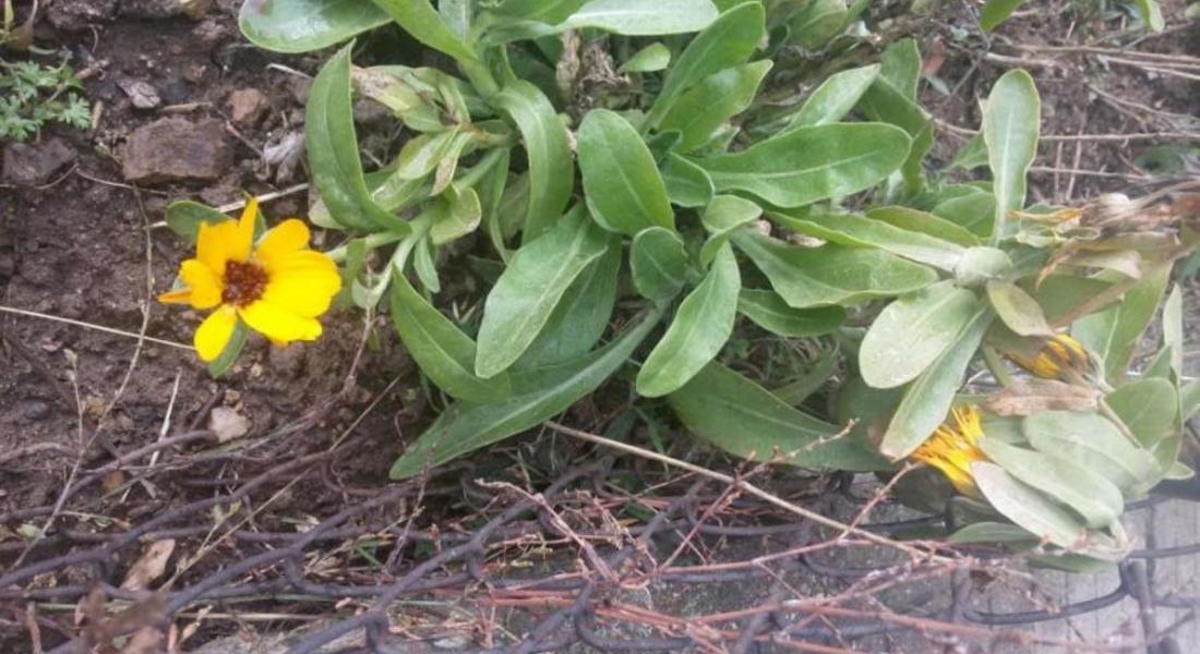  В разгара на зимата в Смолян цъфтят цветя и дървета