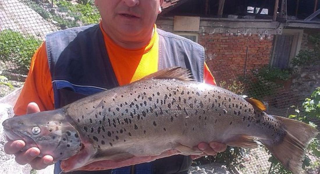 Рибар улови 6 килограмова пъстърва в язовир "Цанков камък"