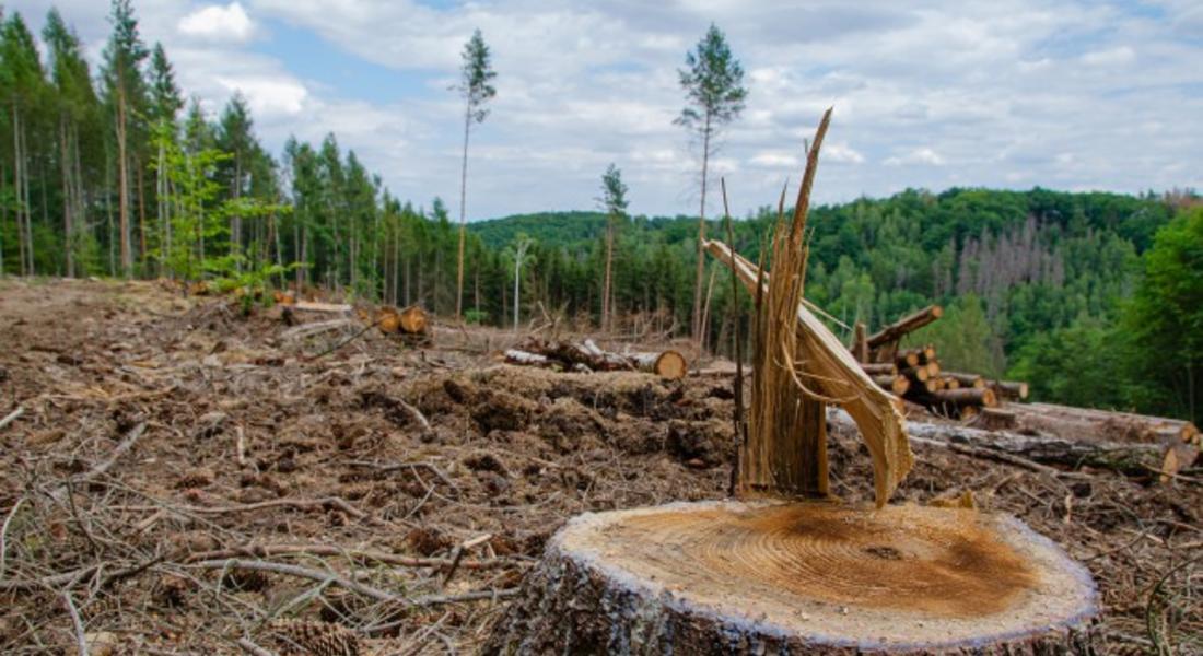 Установиха незаконна сеч край Киселчово