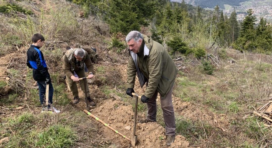Ученици и горски залесиха 300 фиданки бял бор в местност край Смолян, където гората пострада от ветровал през 2018г.