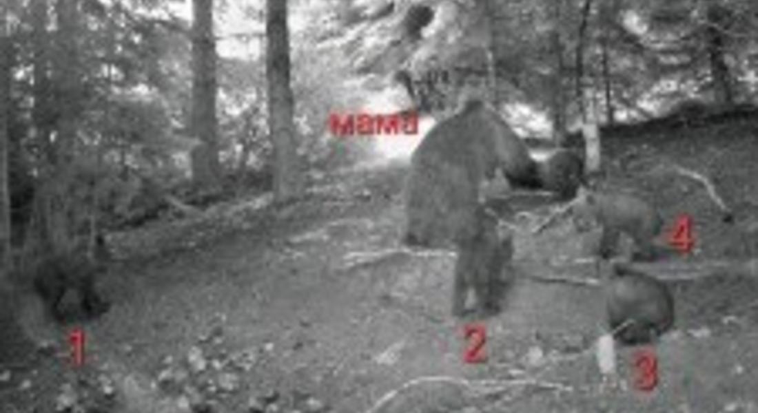Мечка роди четири мечета