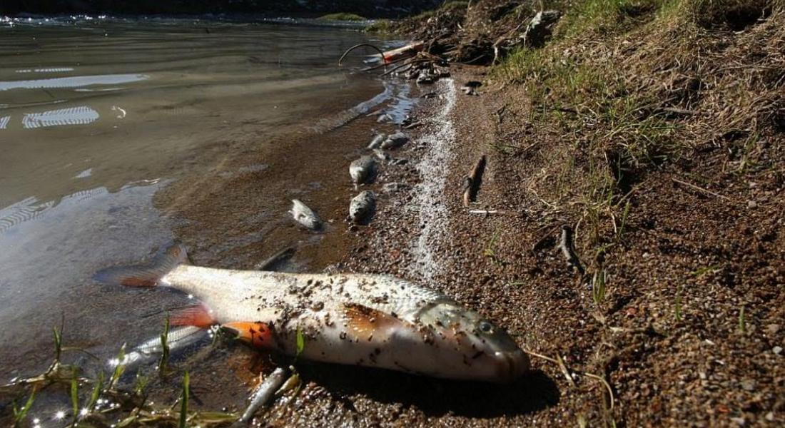 Мъртва риба изплува в река Девинска, причината - предприятие за бутилиране на минерална вода