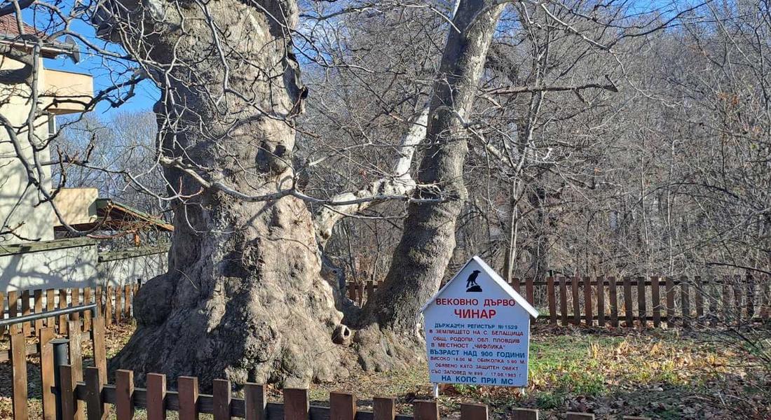 170 са обявените за вековни дървета на територията на ЮЦДП-Смолян