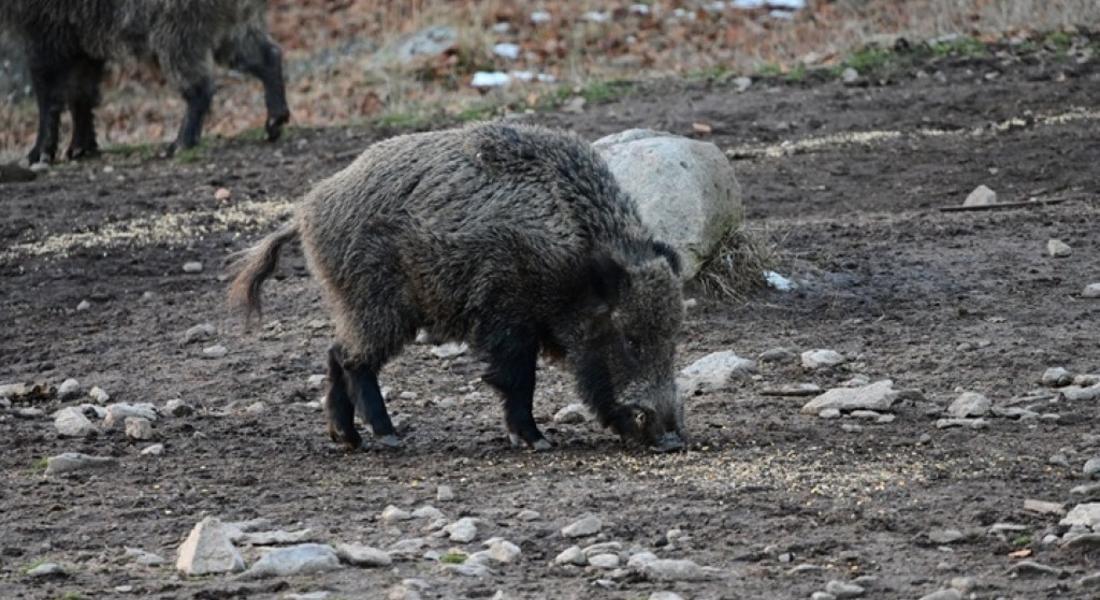 Опазването и подхранването на дивеча през зимата са от първостепенно значение за ДЛС „Извора“