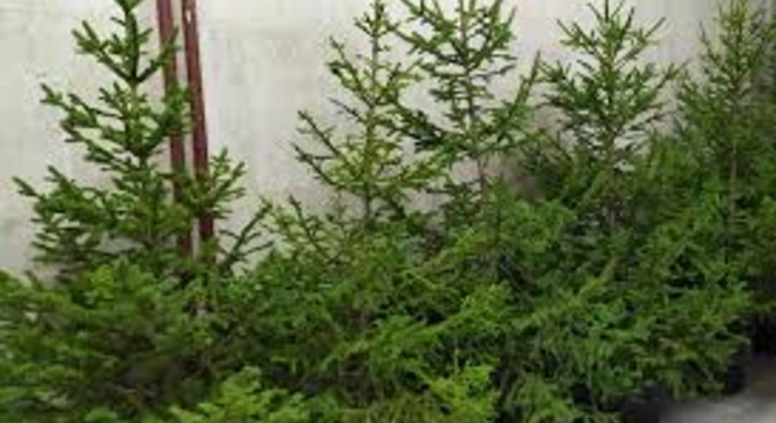 Разсадниците край Смилян вече предлагат коледни елхи