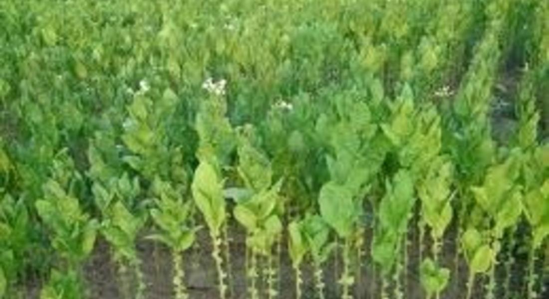 България ще поиска от ЕК увеличаване на средствата за сектор тютюн